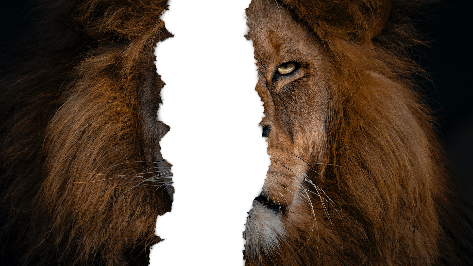 Ripped Image Effect – Pixel Digest